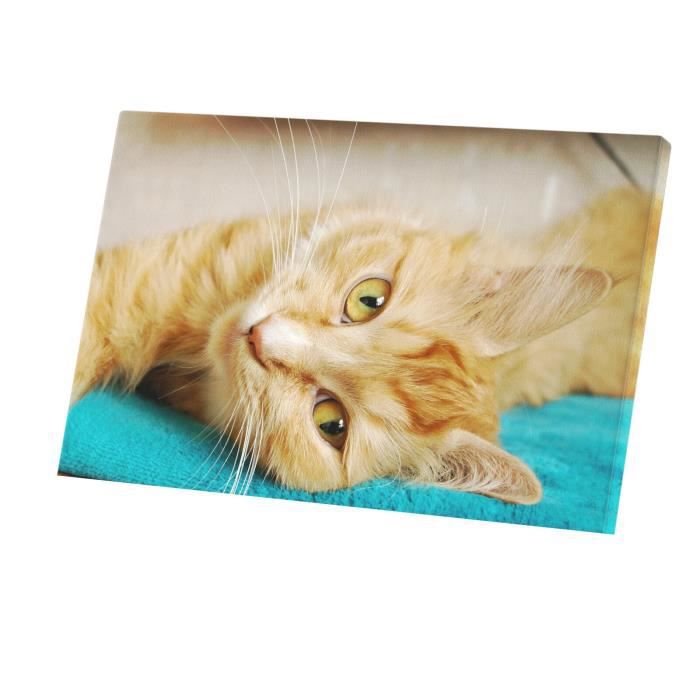 Tabby price sales