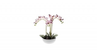 Phalaenopsis 60Cm Potted Flowering Plant