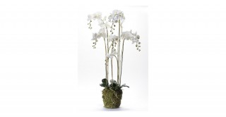 Phalaenopsis 145Cm Potted Flowering Plant