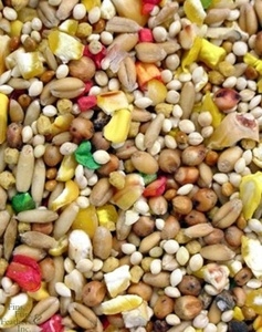 Healthy Parrot Food