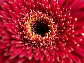 Macro photography comes to iPhone.